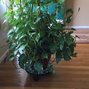 Meet your Posher, Julia